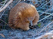 echidna image